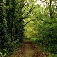 169 - Woodland Path